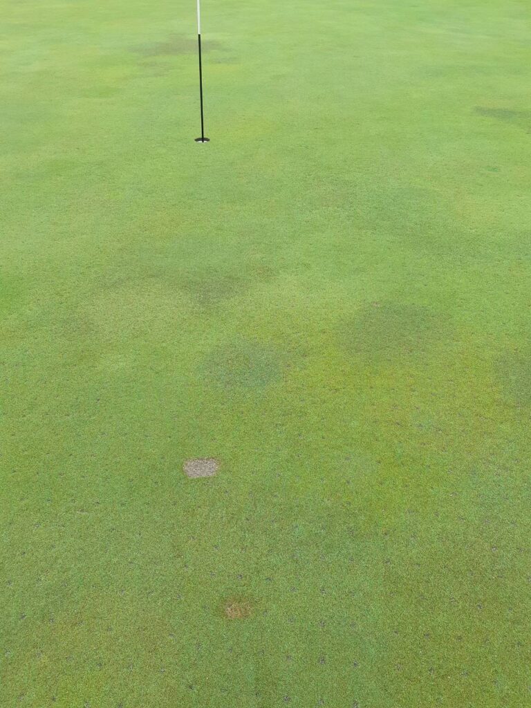 グリーン上のディボットについて – 【公式】南総カントリークラブ